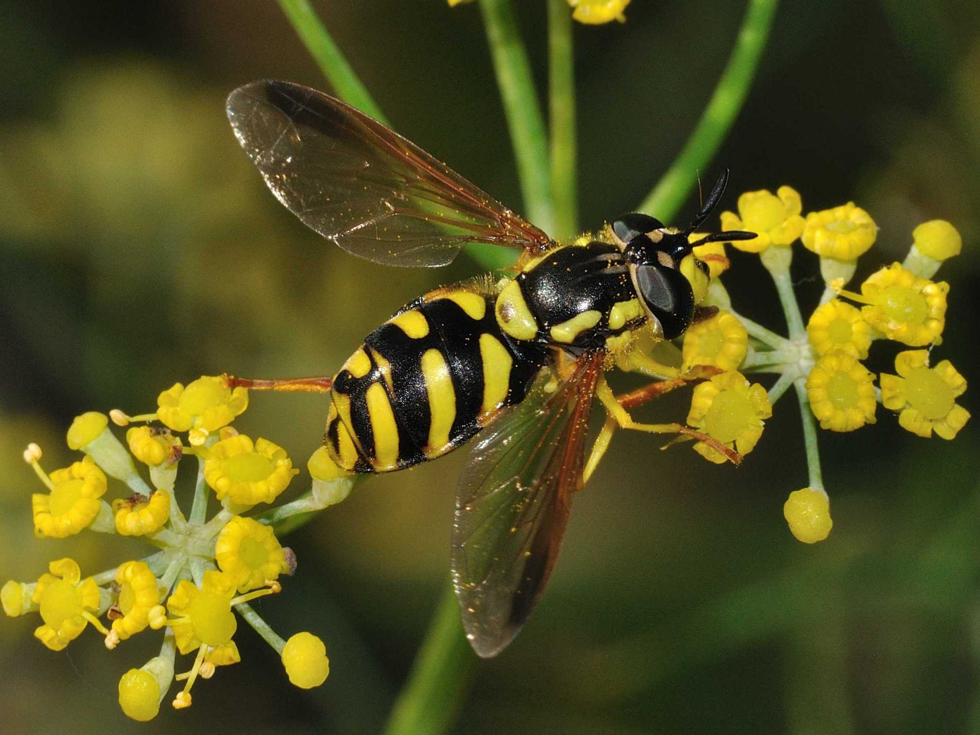 Chrysotoxum intermedium (Syrphidae)